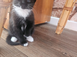 Beautiful kittens