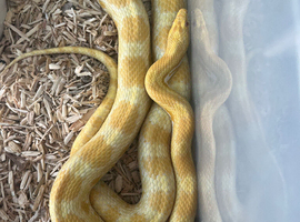 Pair of corn snakes