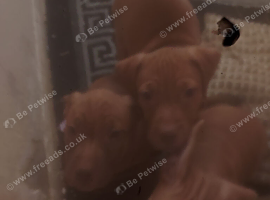 For sale 5 females 1 male