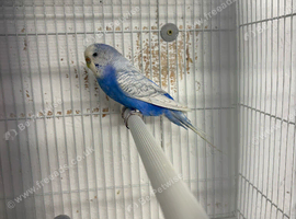 Budgies different mutations