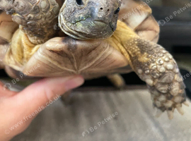 4 year old marginated tortoise
