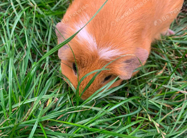 Two female guinea pigs