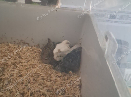 7 buttton quail