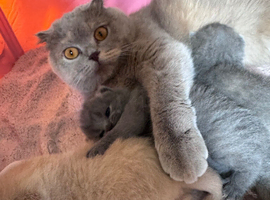 Last British Shorthair Kitten Available