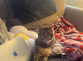 Mixed Tabby/Bengal Long Haired Male Kitten