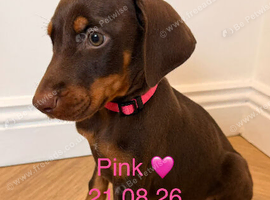READY NOW! Doberman puppies for sale