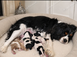 Tricolour  pups 2 boys still available