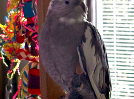 1 year old cockatiel for sale