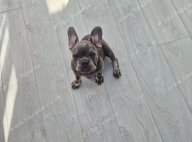 KC Male French Bulldog