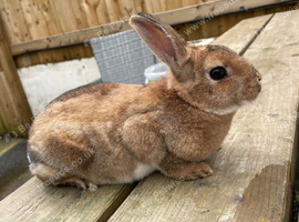 Boy mini rex
