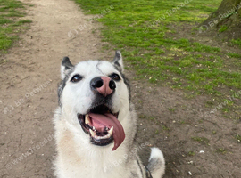 5 year old Female Siberian husky