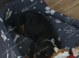 Miniature dachshund