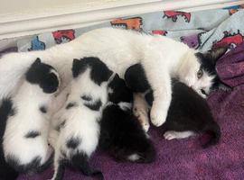 3 Beautiful kittens ready in 5 weeks in Malvern
