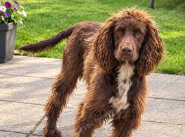 Beautiful liver cocker spaniel looking for a 5* home