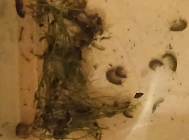 River shrimp/ scuds