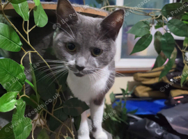 Cat for sale
