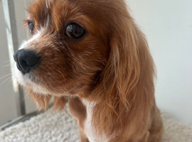 Cavalier King Charles kc registered female