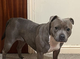 Female Staffy