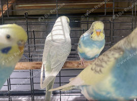 Budgies