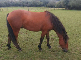 2 year old Gelding