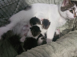 3 tabby and white kittens