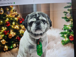 Pug wanted