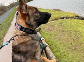 German shepherd