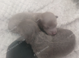 Toy poodle pups   ️