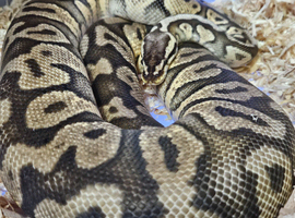 Adult female pastel yellow belly ball python