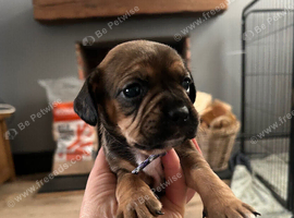 French bull dog x springer spaniel puppies