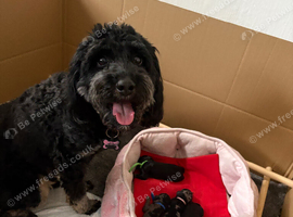 Male Cavapoo puppy 15 weeks old