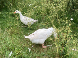 2x Female Embden Geese