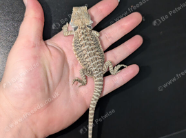 Baby bearded dragon