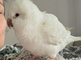 Young cuddly Quaker