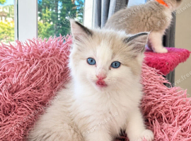 Bicolour ragdoll kittens