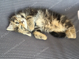 Mixed breed long hair cat