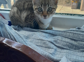 Small kittens feel one looking for lovely house