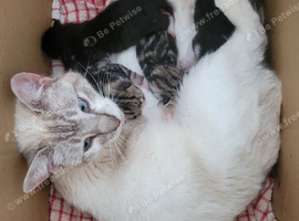 4 Adorable Kittens looking for great homes.