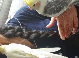 Two male cockatiels for sale!