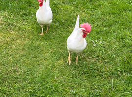 2 x White Leghorn Hens