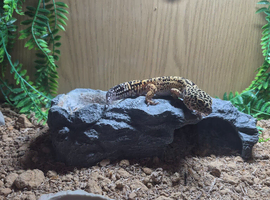 Male Leopard Gacko with Full Set Up