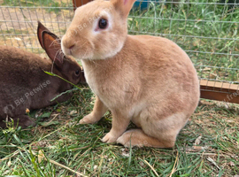 Mini rex boys and girls