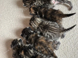 Bengal cross tabby kittens