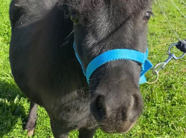 Perfect Therapy/Show/Companion Mini Shetland Gelding For Sale