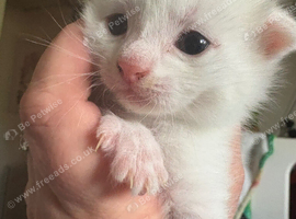 Beautiful kittens