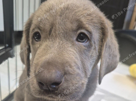 Silver Labrador pups