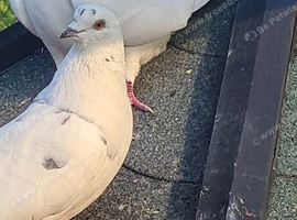 Bonded Pair pigeons /doves