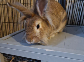 Bonded sister lionheads