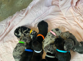Our beautiful nala has had a lovely litter of 11