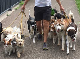 Angus K9 &pound;15 PER HOUR